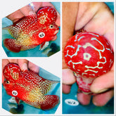 Blood Red Two Tone Flowerhorn - 82